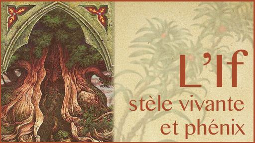 L’If, stèle vivante et phénix