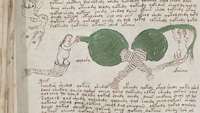 malet manuscrit voynich 4