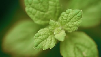 La menthe en Pays basque : entre science des sols et mariage